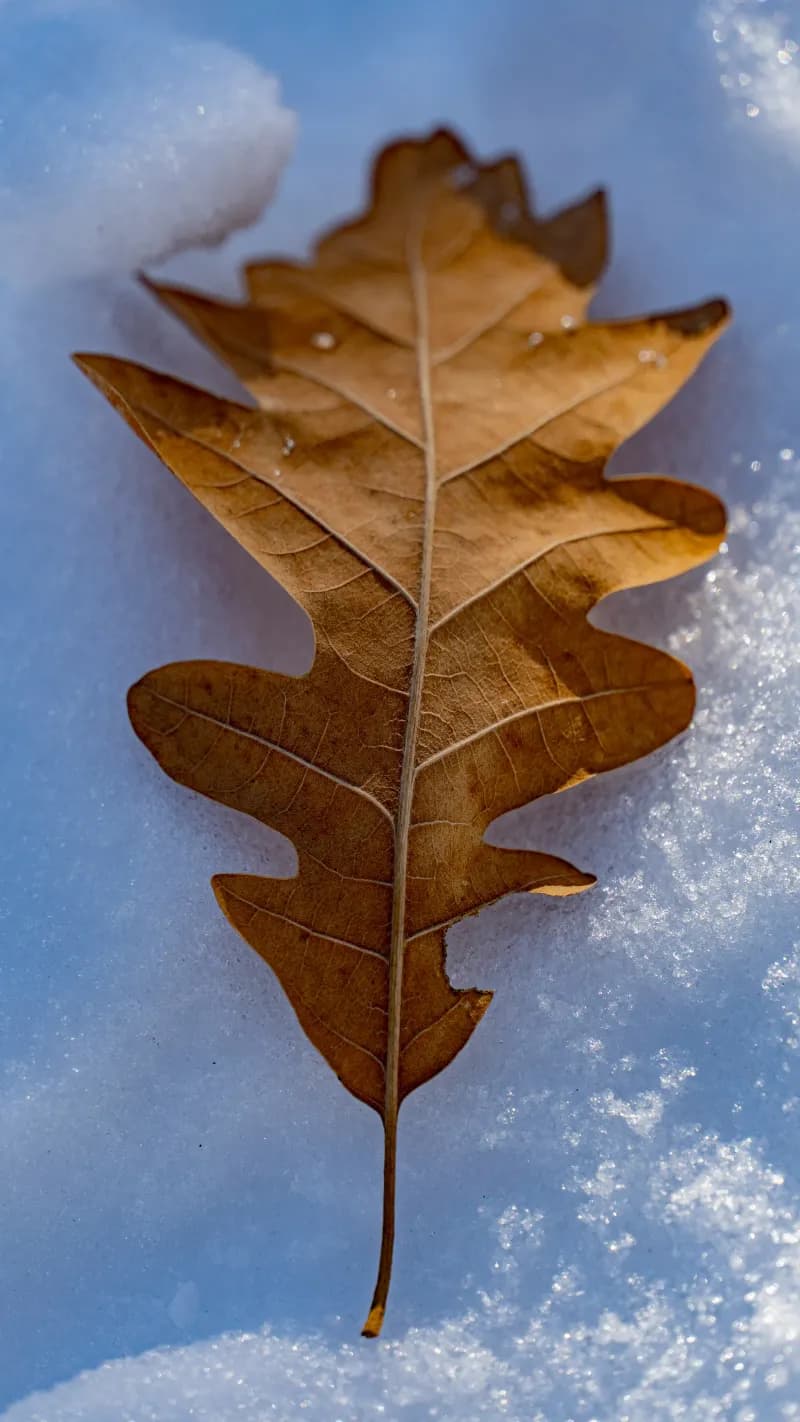 February countdown header photo