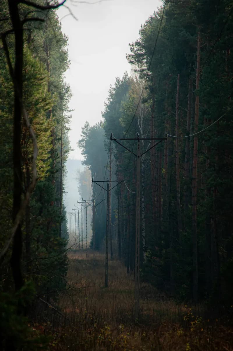 Electric Forest