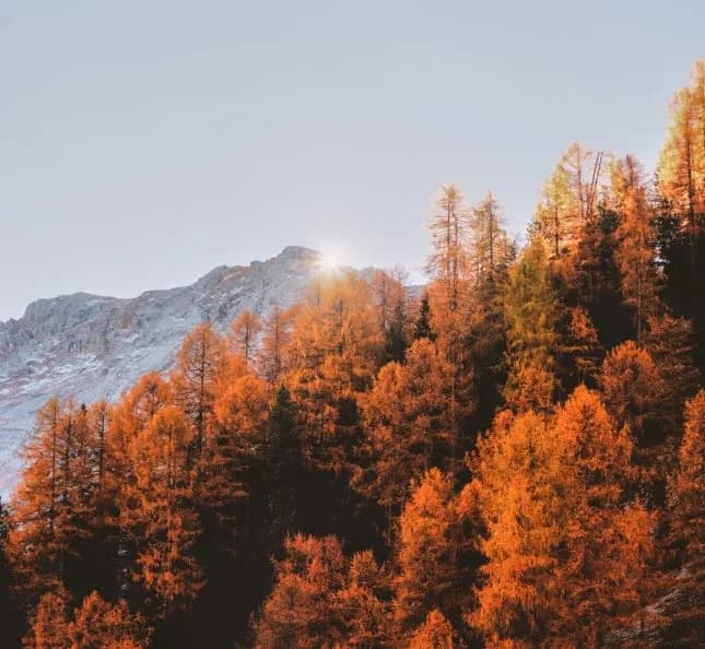 Fall autumn trees